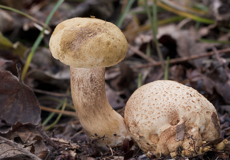 Pseudoboletus parasiticus